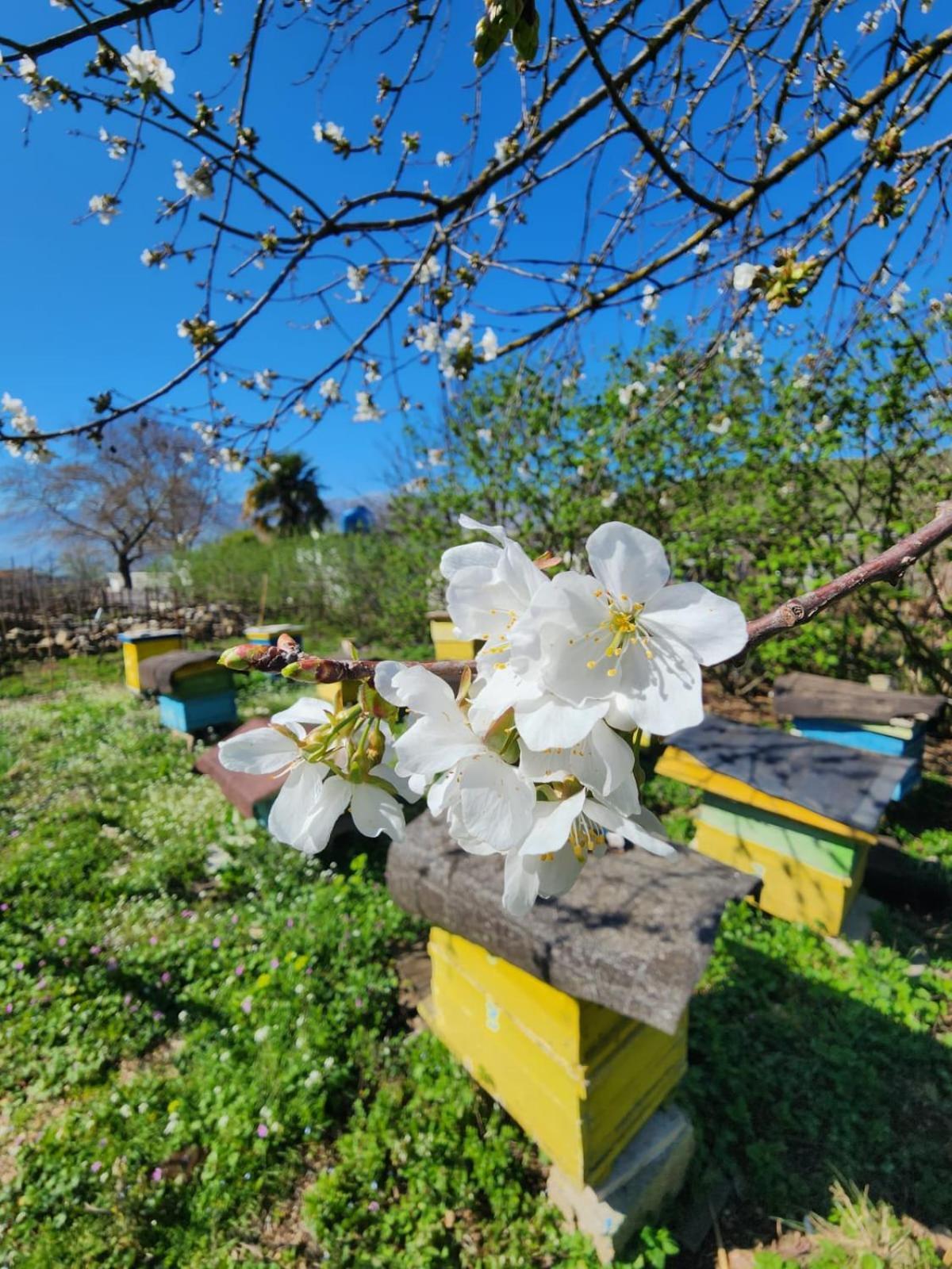 Villa Shuaipaj Αργυρόκαστρο Εξωτερικό φωτογραφία